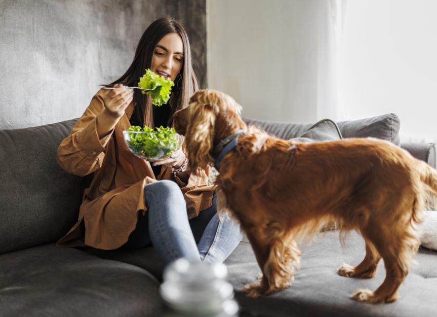 狗能吃生菜吗?