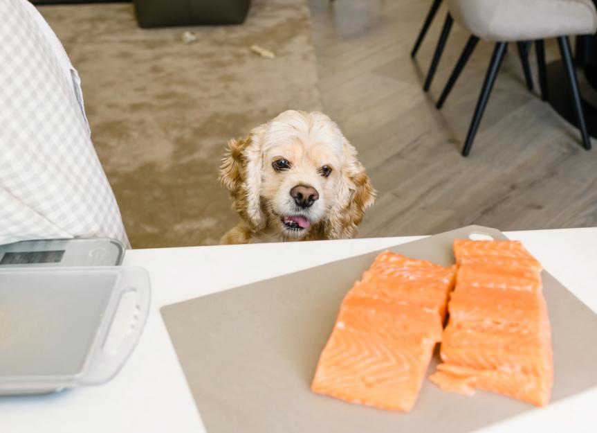 Can Dogs Eat Salmon?