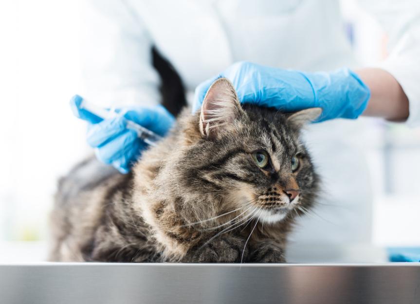 12猫可能的疫苗反应