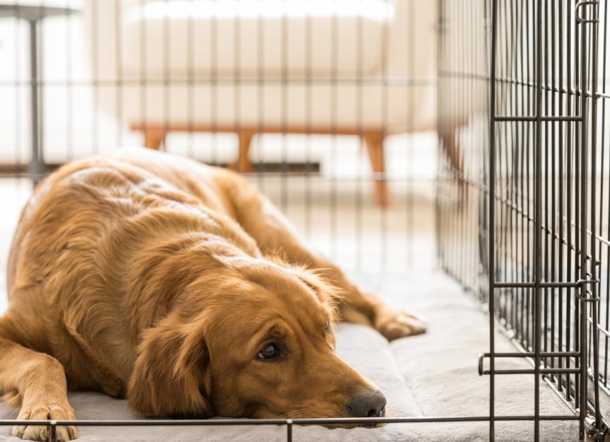 Making Your Dog's Crate Feel Like Home