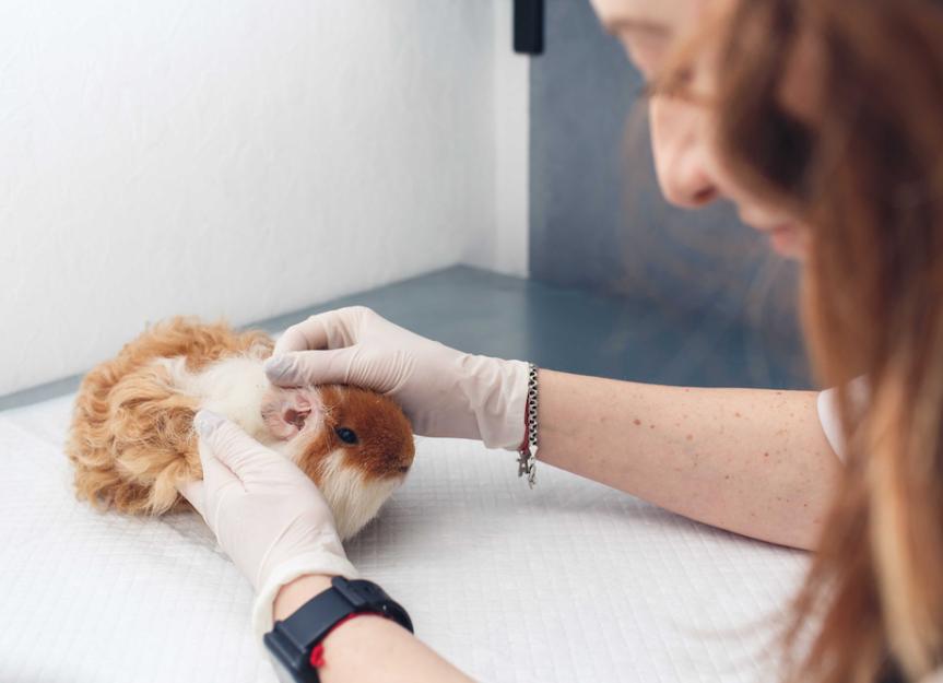 Ear Infections in Guinea Pigs