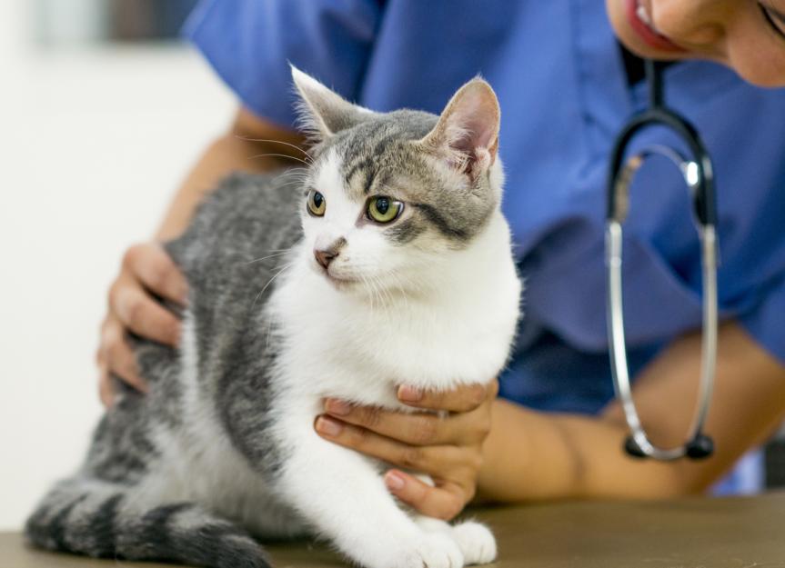 Hypercalcemia in Cats