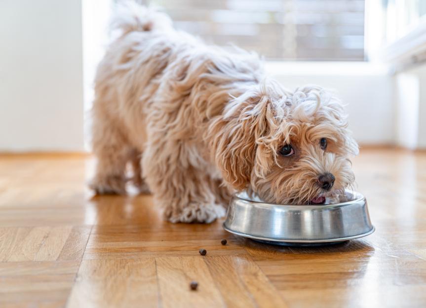 what dog food is best for urinary crystals