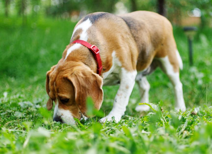 8 Common Urinary Problems in Dogs