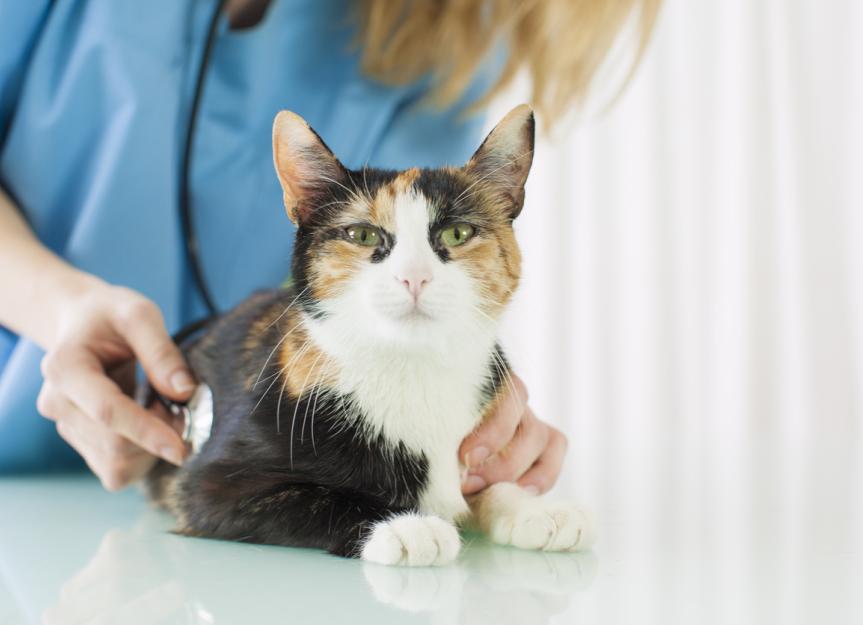 猫身上的肿块:兽医如何诊断肿块和肿块