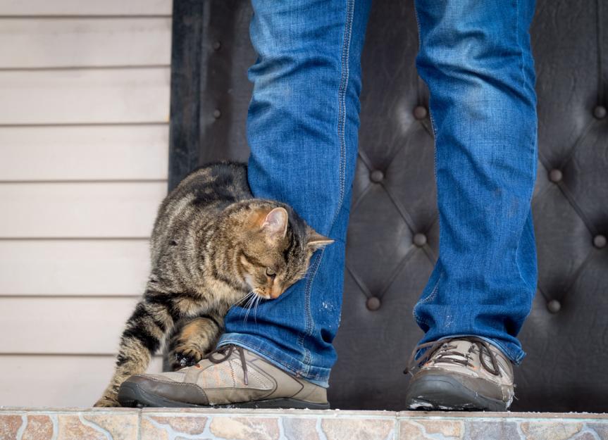 Why Do Cats Rub Against You? PetMD