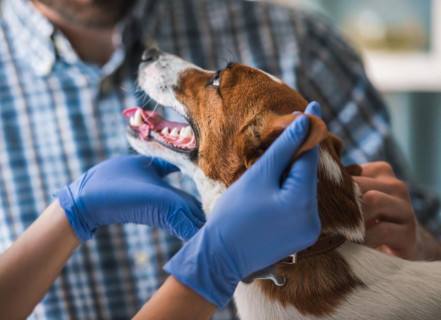 Recessed Vulva in Dogs