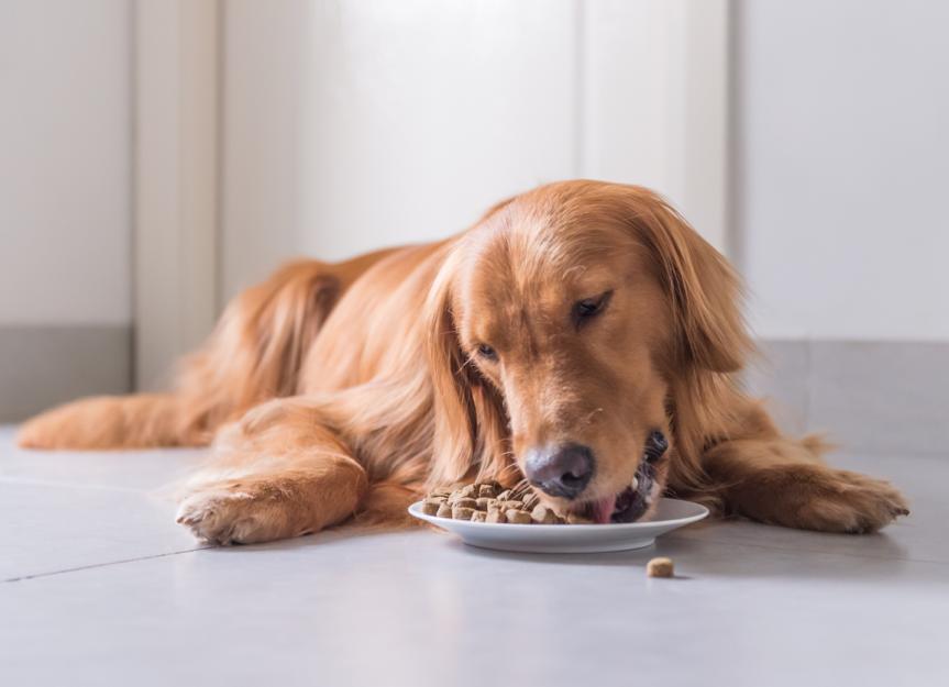 What To Feed a Dog With Diarrhea PetMD