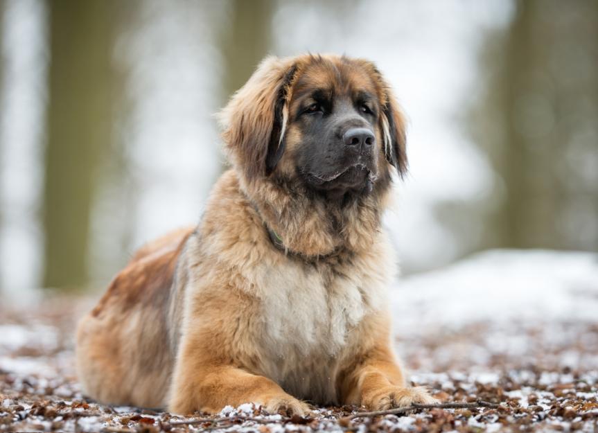 Leonberger