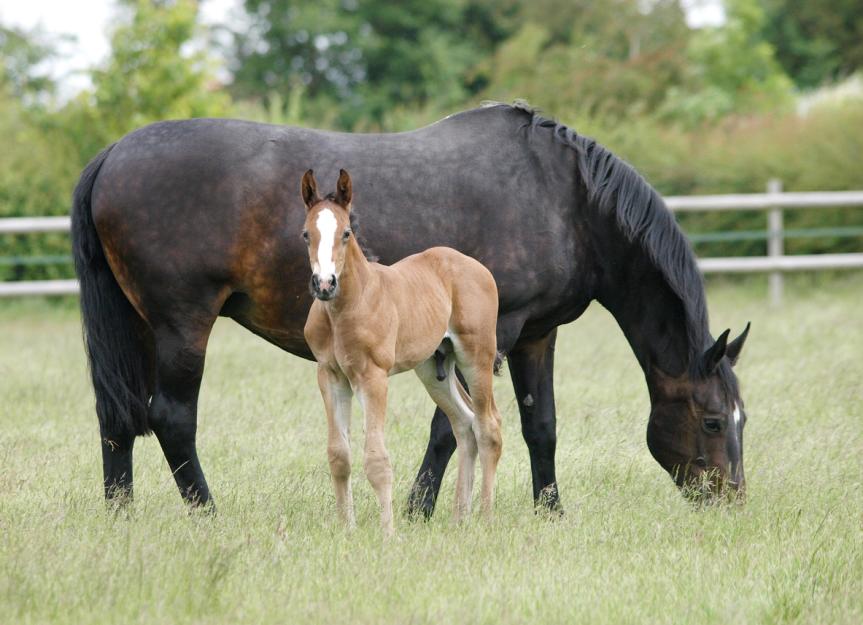 Artificial Insemination in Horses PetMD