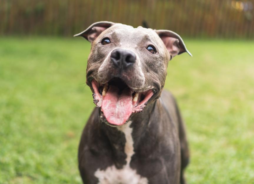 American Pitbull Terrier Brown