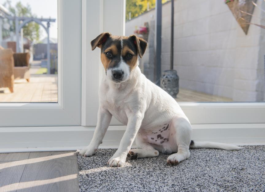 Older dog going to bathroom store in house