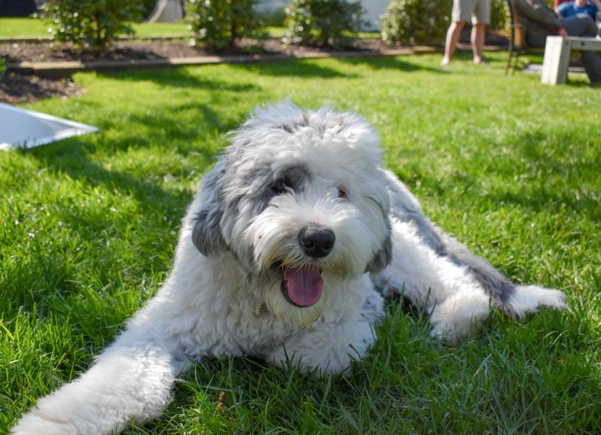 Mini 2025 sheepdog poodle