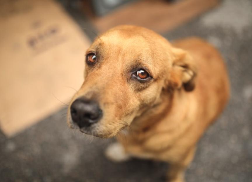 Dog sicking up store blood