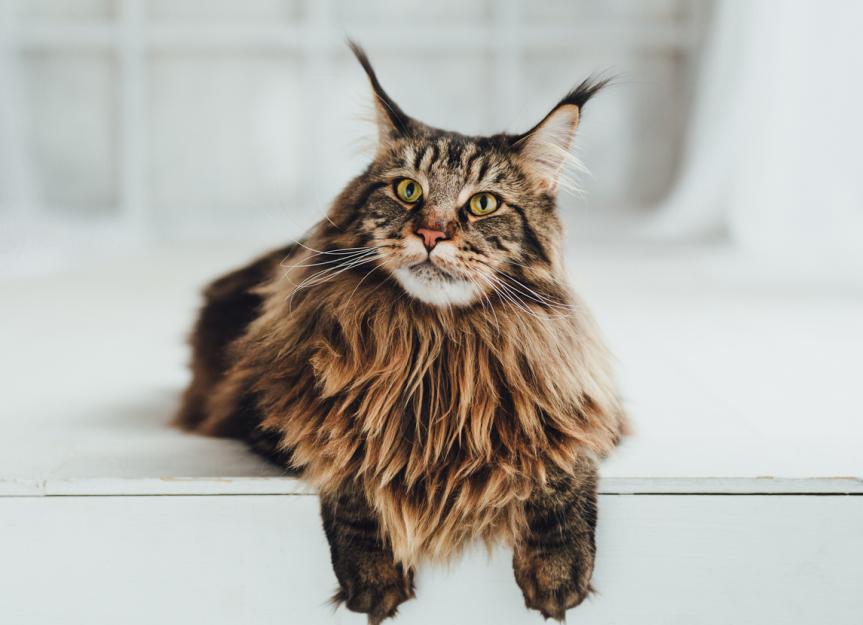 12 Lovable Large Cat Breeds