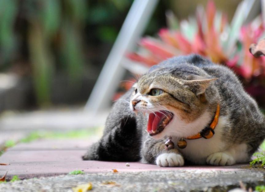 猫的攻击性:打架、咬人、攻击