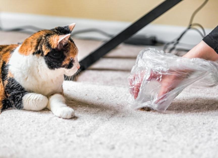 Kitten shop hairball remedy