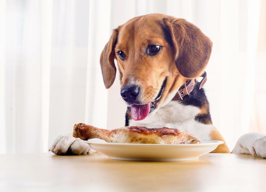 狗能吃鸡肉吗?