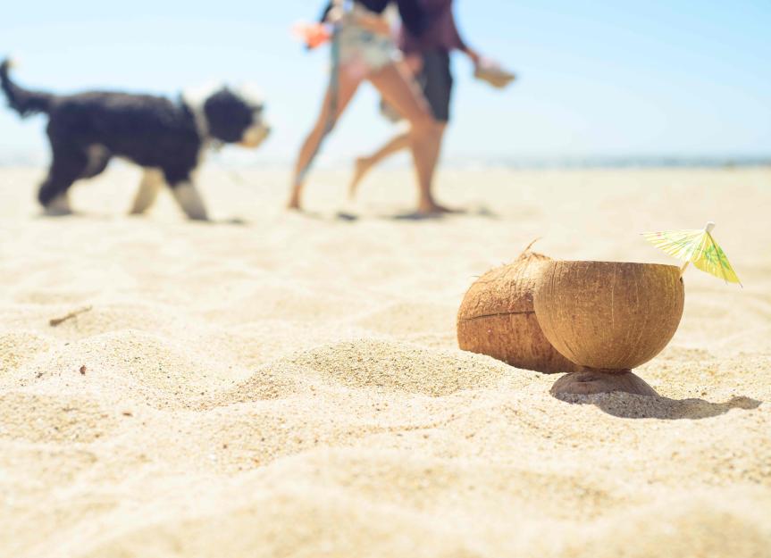 Can Dogs Eat Coconut?
