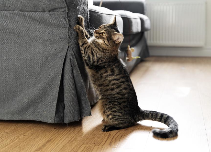 如何阻止猫抓家具吗