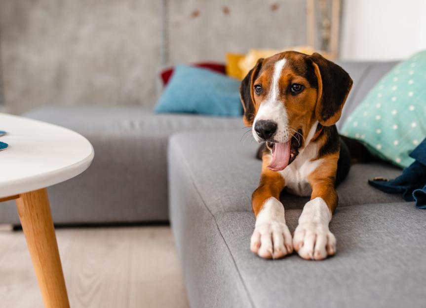 Understanding How Probiotics for Dogs Work PetMD
