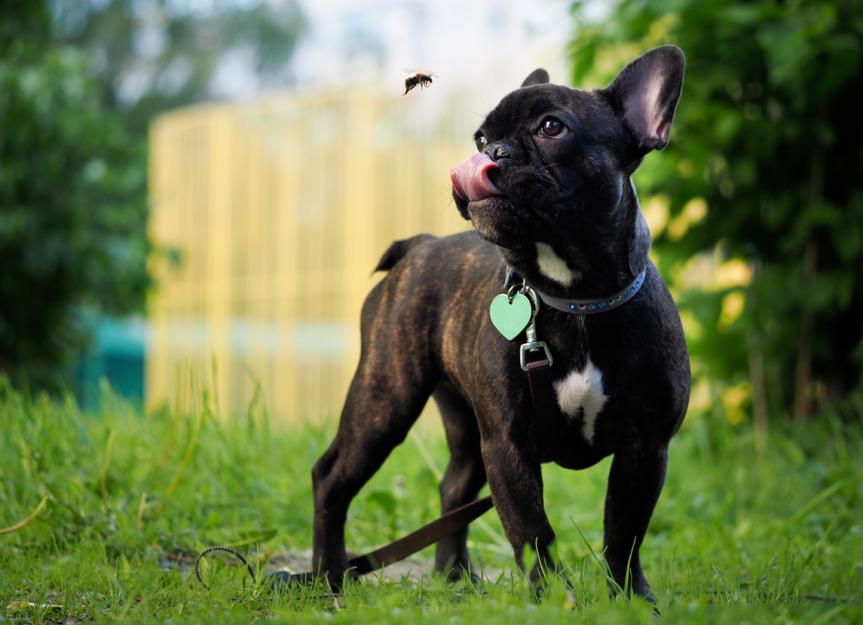 bee sting dog face