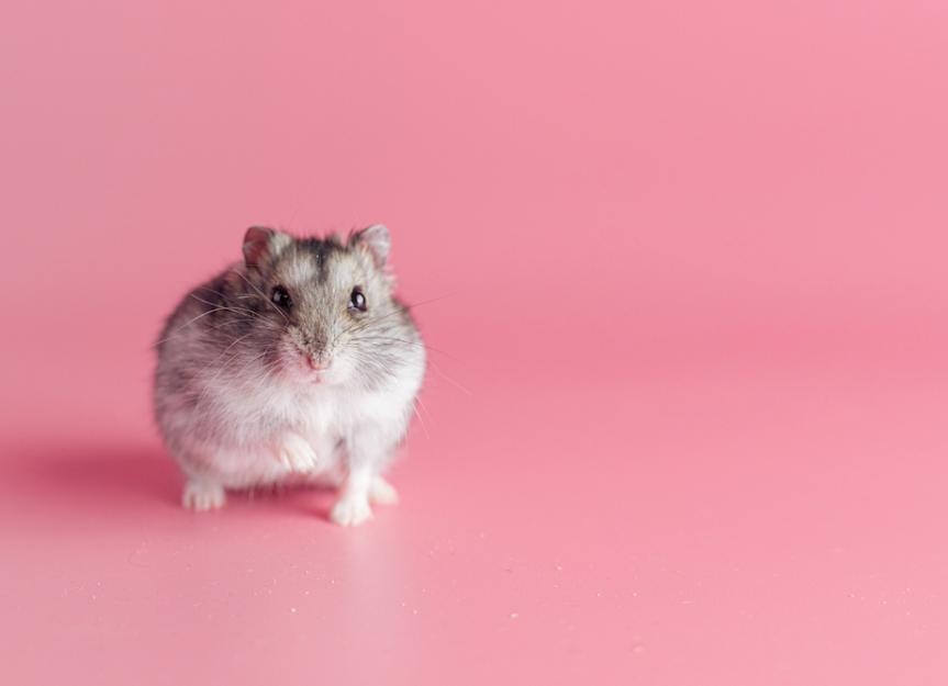 How To Keep A Chinese Dwarf Hamster - Complete Care Guide