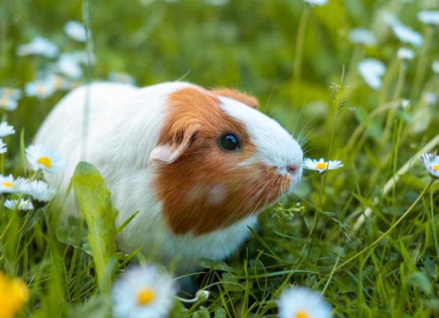 Vitamin C Deficiency in Guinea Pigs PetMD