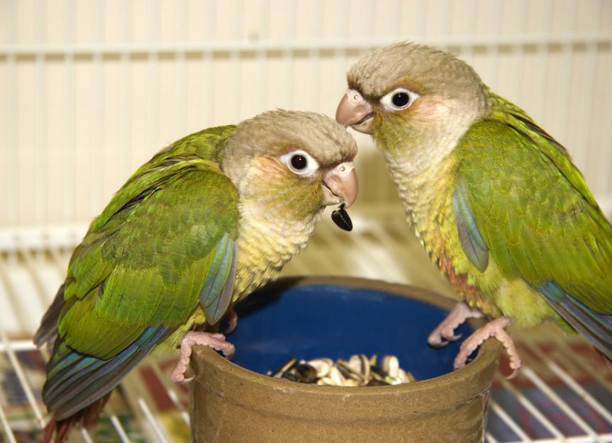 green conure parrot