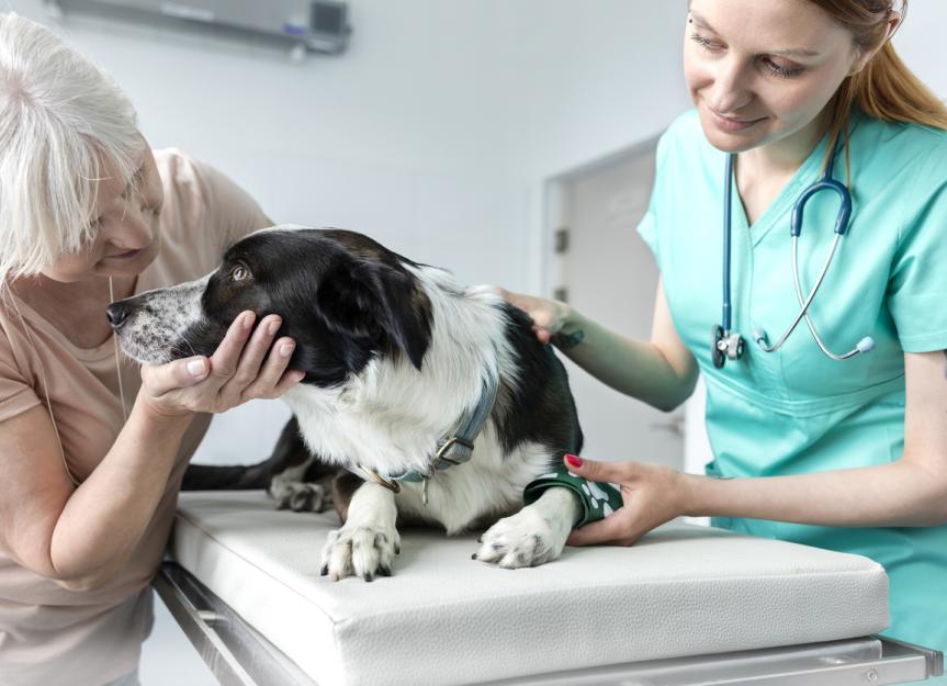 狗的癌症:症状、类型和治疗