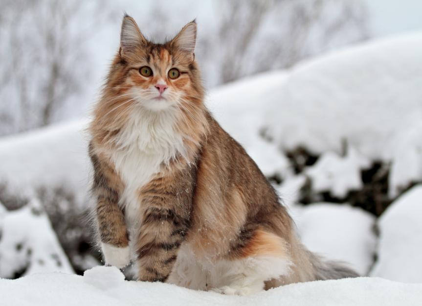 Norwegian Forest Cat Breed Health and Care | PetMD