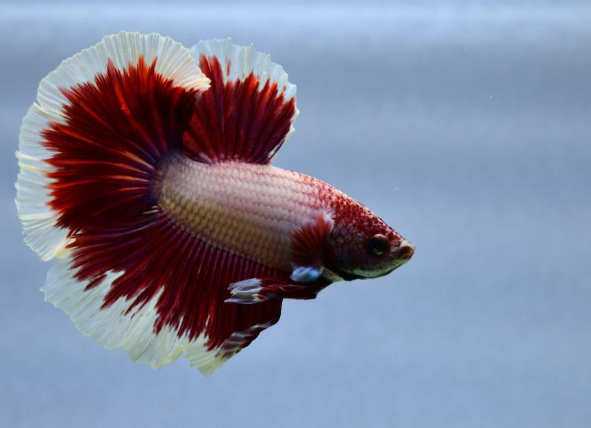 How To Fillet A Betta Fish 