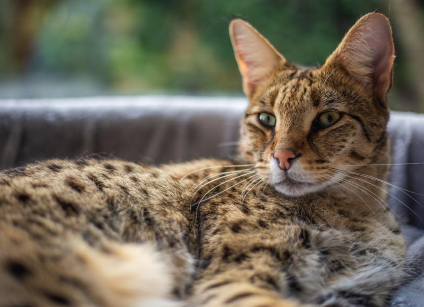 serval cat pet