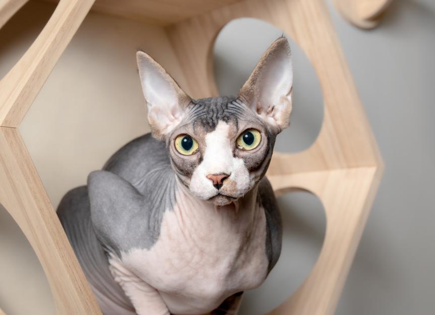 Sphynx Cat Breed Health and Care | PetMD