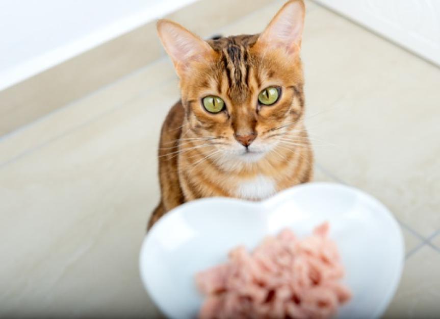 患有关节炎的猫的3个饮食建议