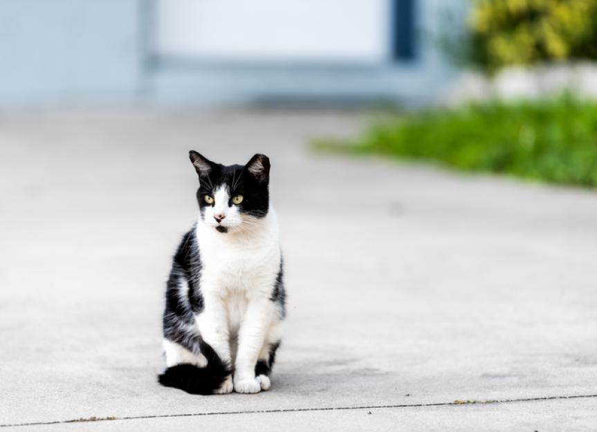 TNR for Cats | PetMD