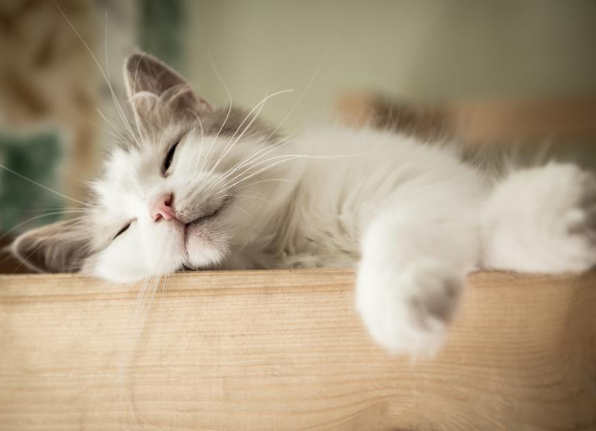兽医认可的5种让你的猫平静下来的方法
