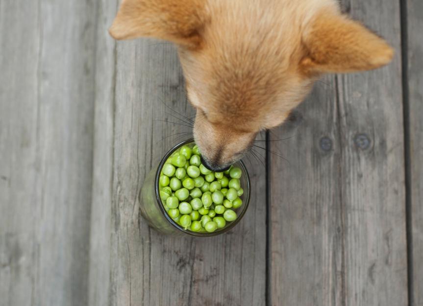 Can Dogs Eat Peas? | PetMD
