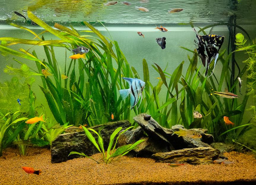 Top 9 Freshwater Sharks for Aquariums