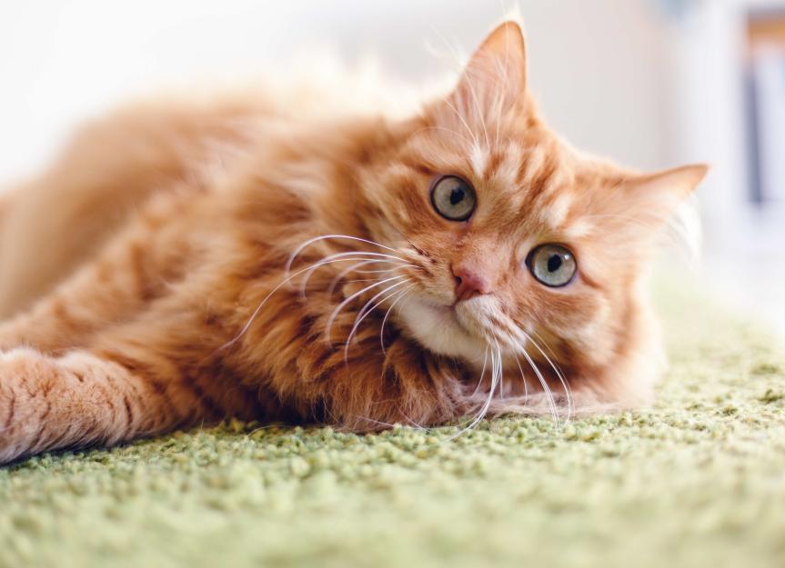 20 Little Known Facts About Cats and Dogs