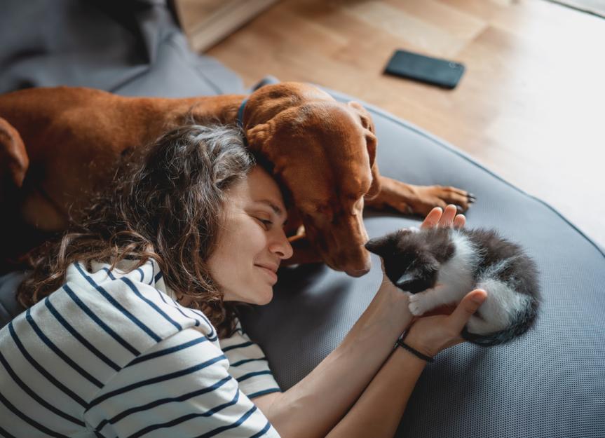 How to introduce a store dog to cats in home