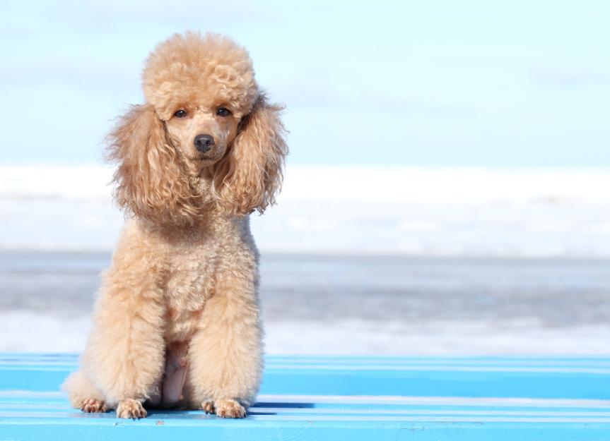 what does a miniature poodle look like?