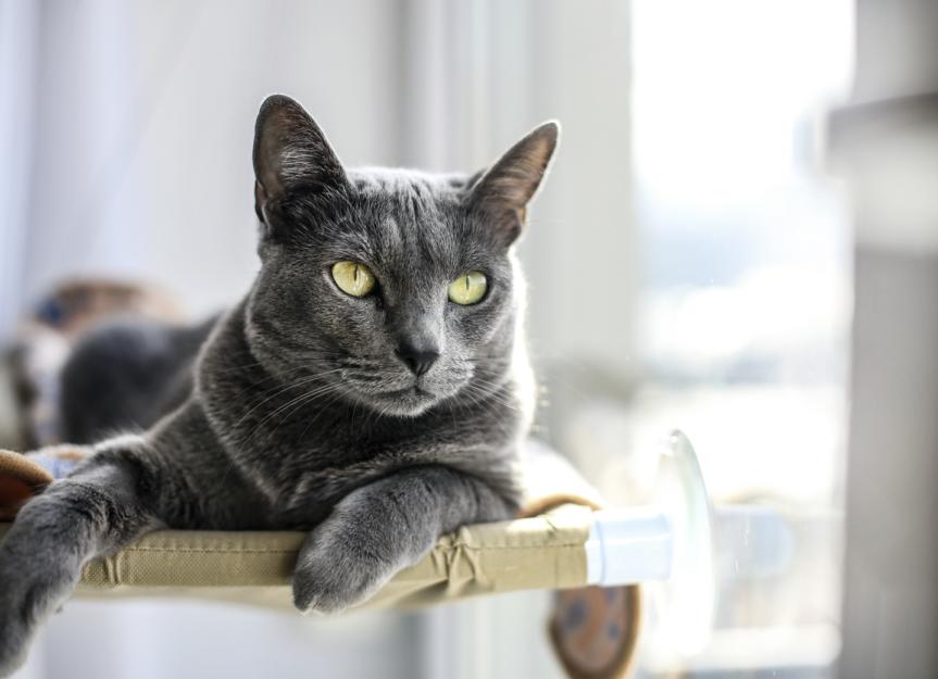 Russian blue purebred for 2024 sale