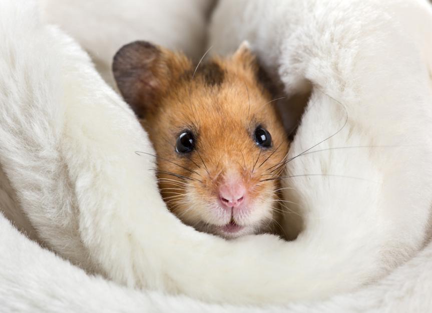 Syrian or Golden Hamster Care : Syrian or Golden Hamster Life Span