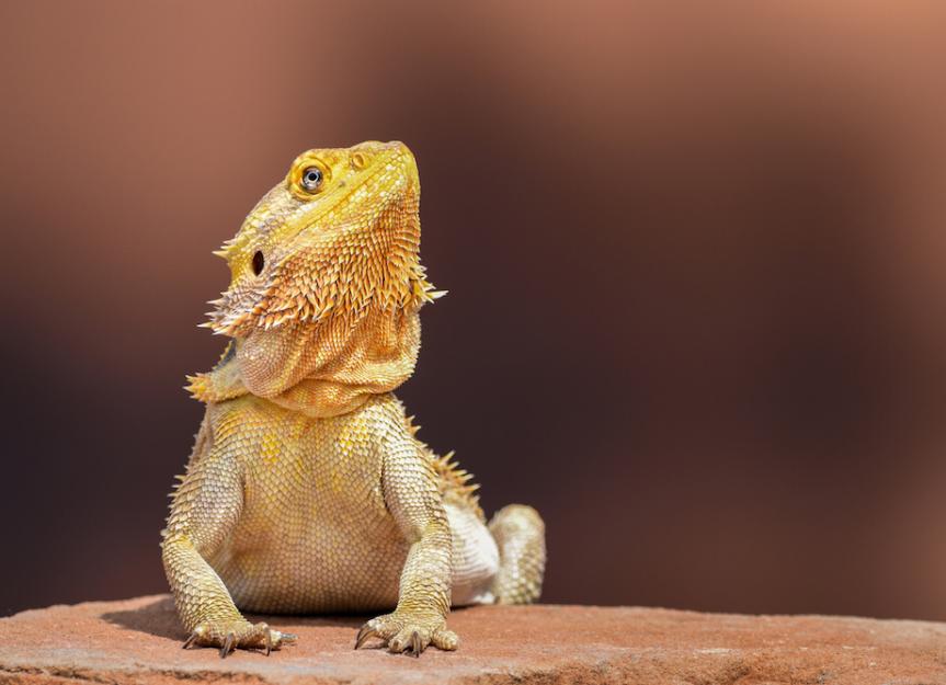 full grown bearded dragons