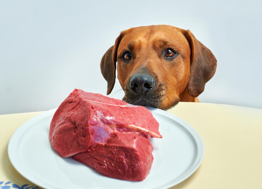 can my pitbull have raw steak?
