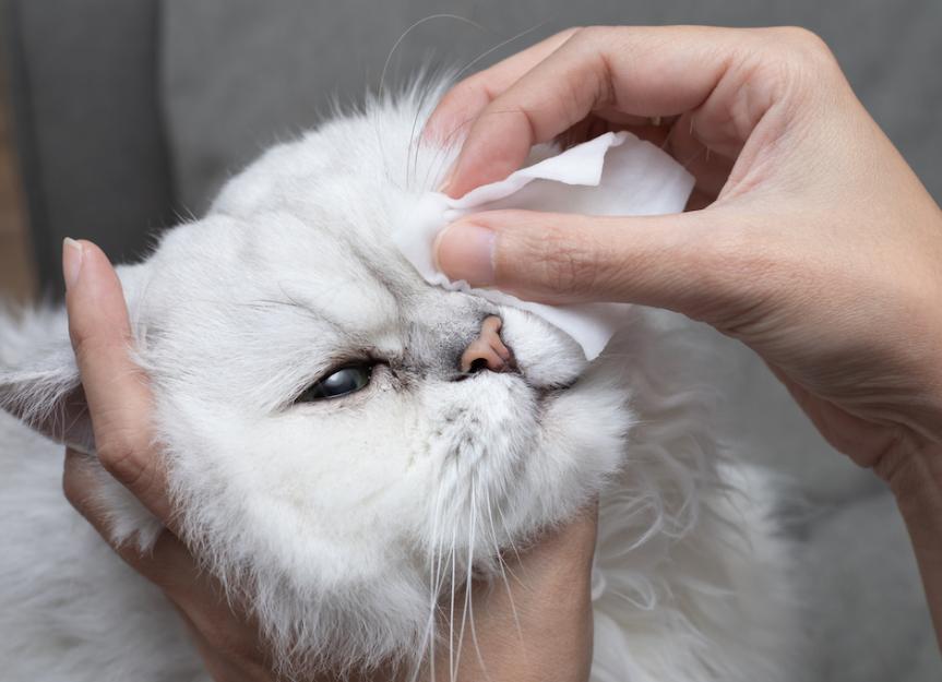 What Toxicity Causes Runny Nose in Cats?  