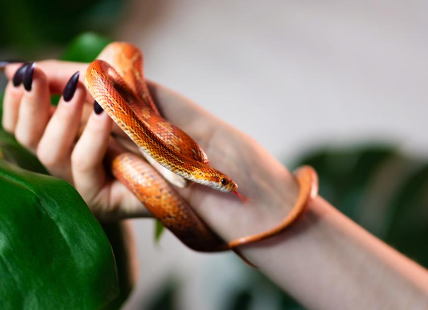 Corn snake hotsell heat lamp wattage