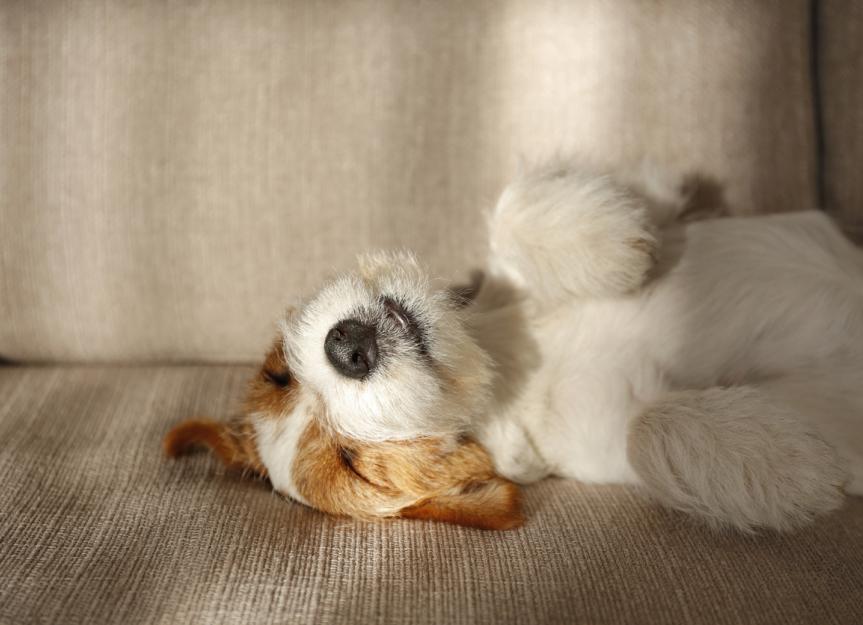 Dog Resting Head On Foot Factory Sale Emergencydentistry