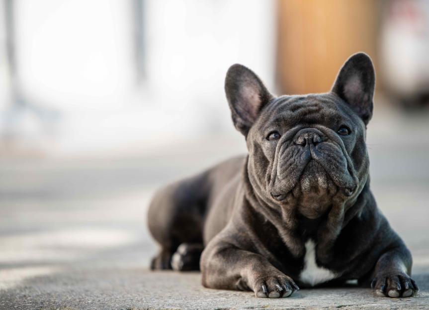 are french bulldogs always in pain? 2